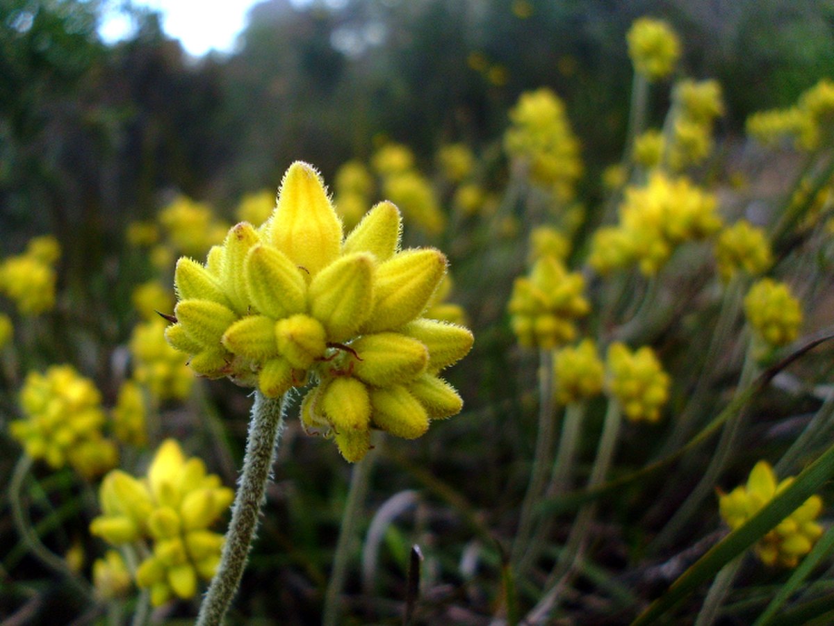 Conostylis