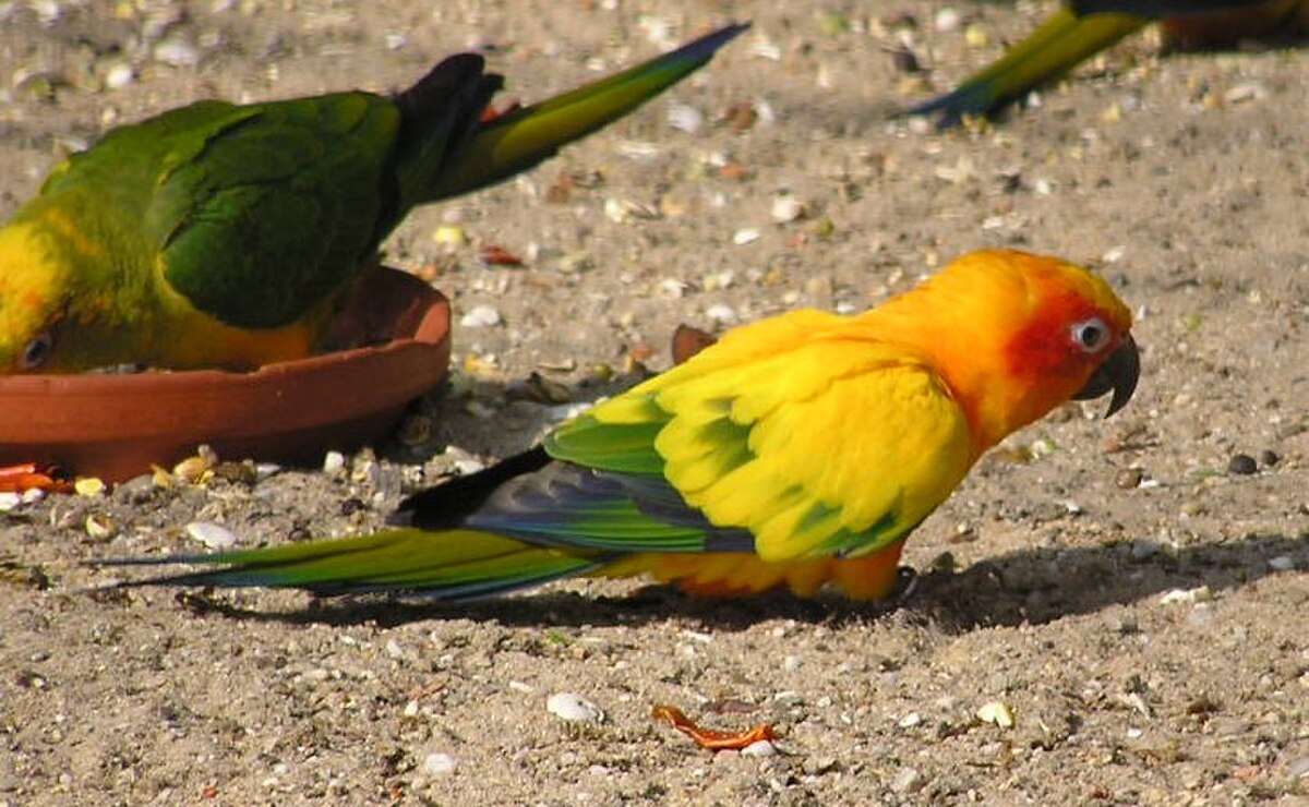 Aratinga