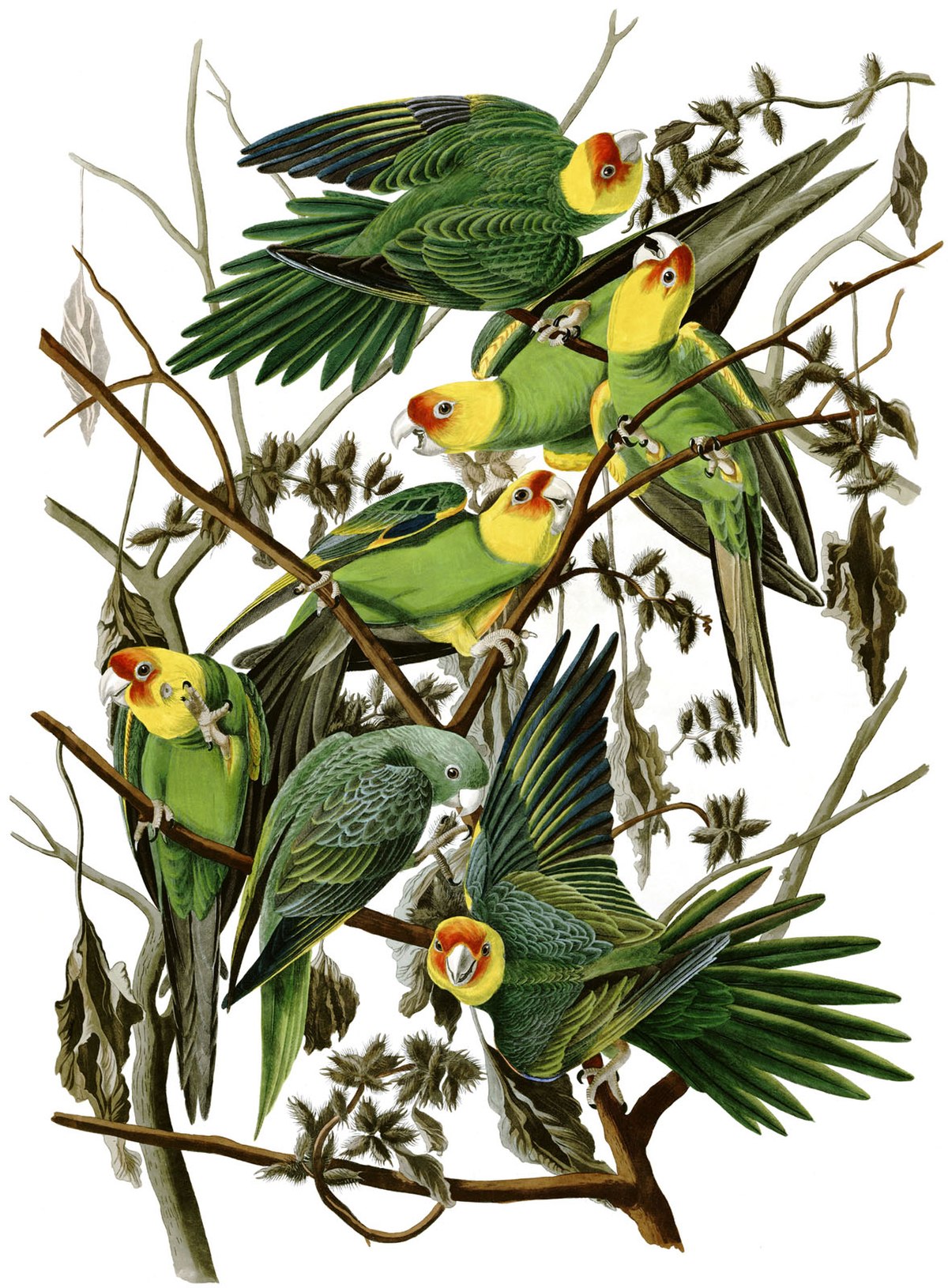 Conure de Caroline