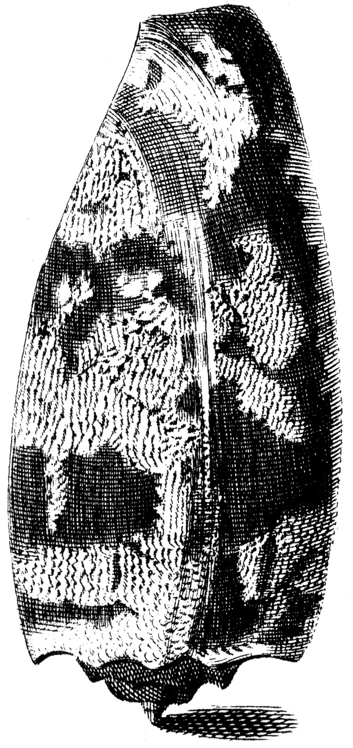 Index Testarum Conchyliorum (1742) de Niccolò Gualtieri