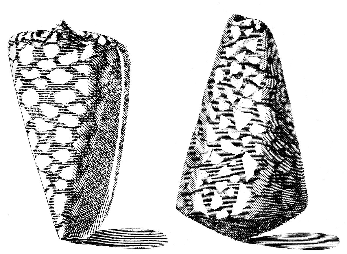 Index Testarum Conchyliorum (1742) de Niccolò Gualtieri