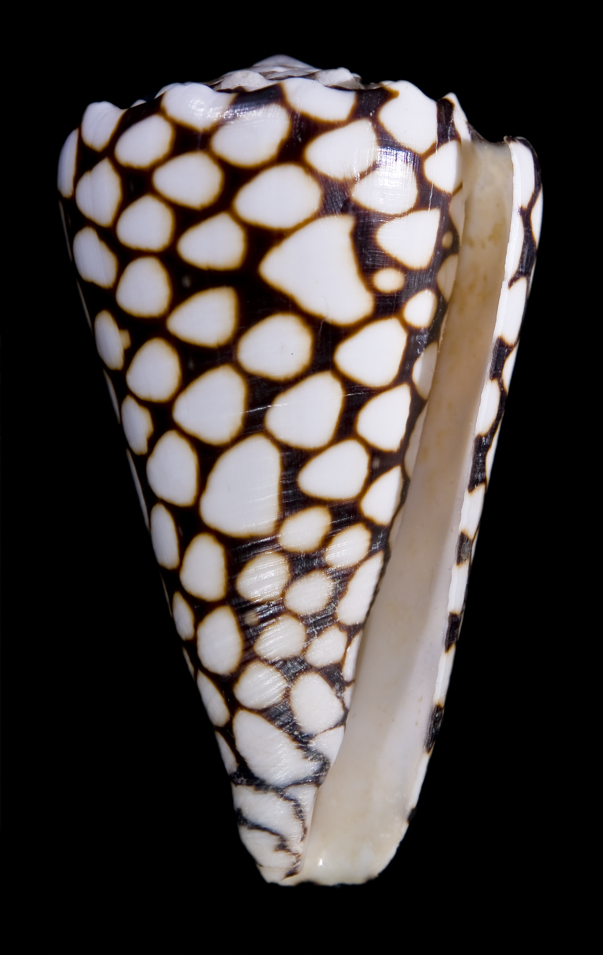 Conus marmoreus