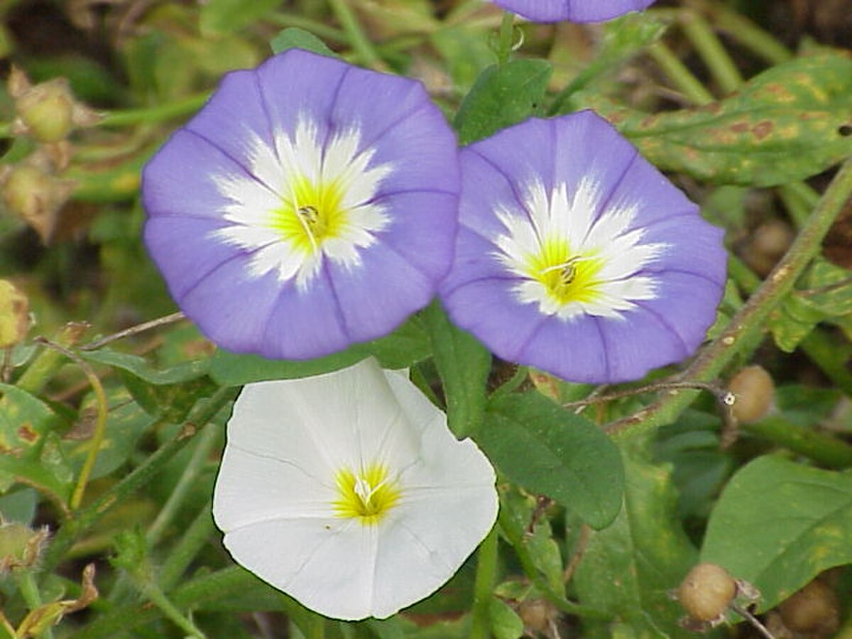 Convolvulus