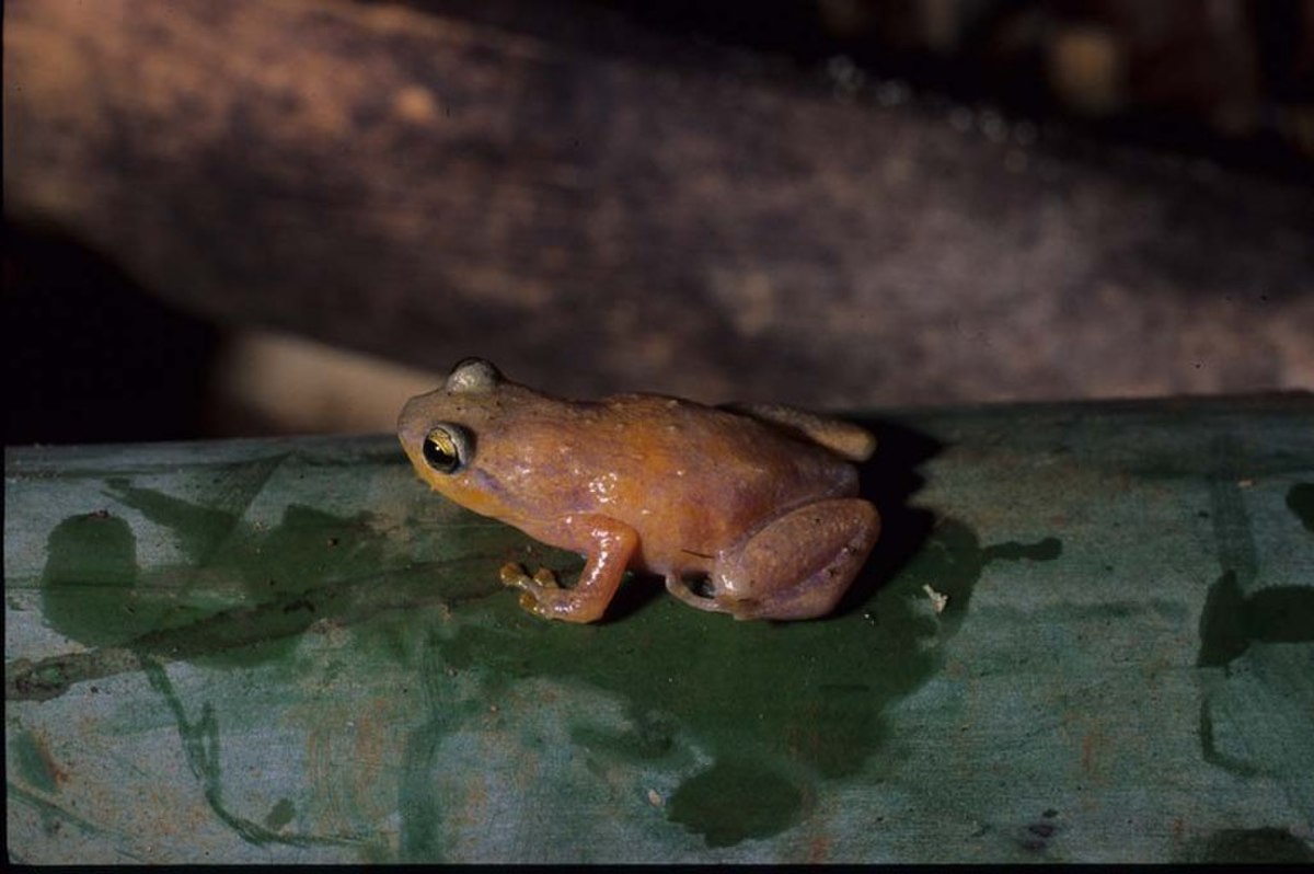 Cophyla berara
