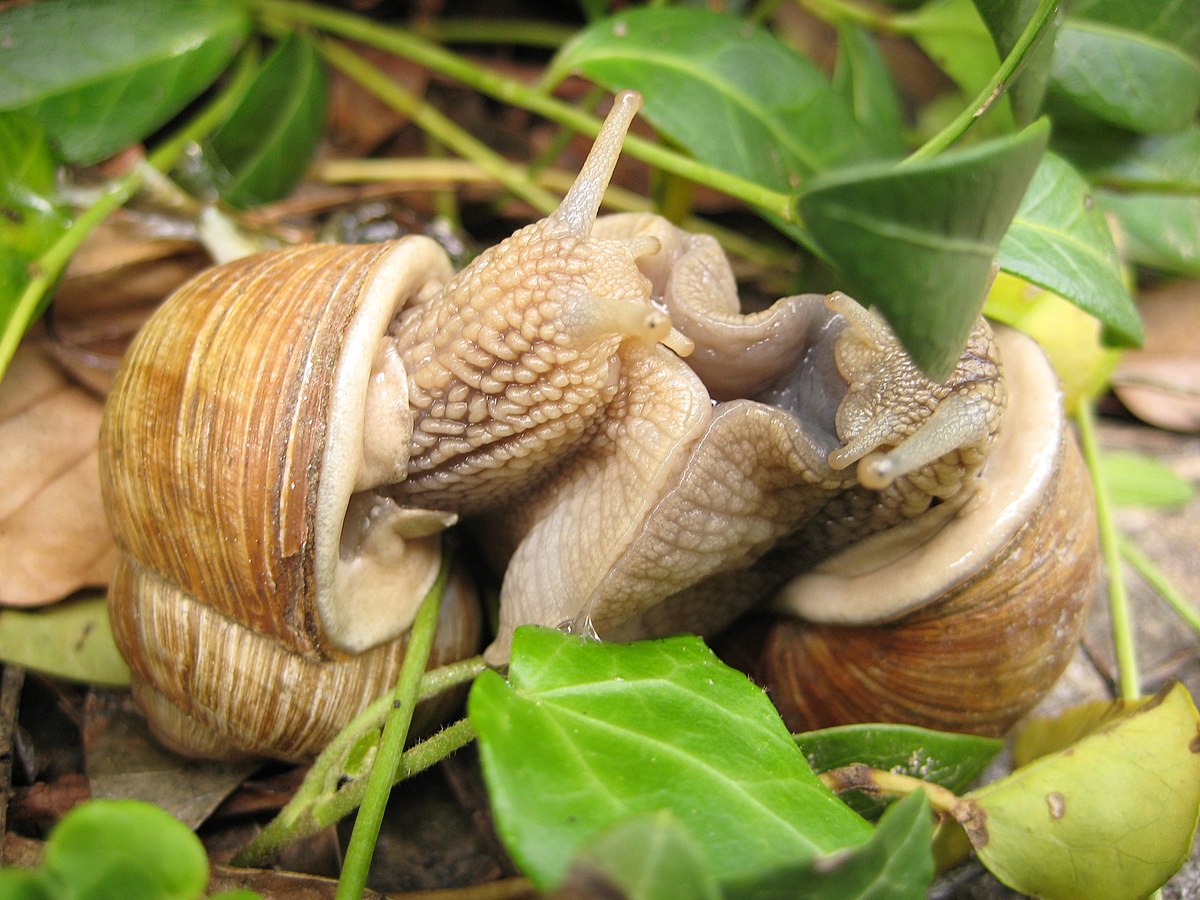 Accouplement