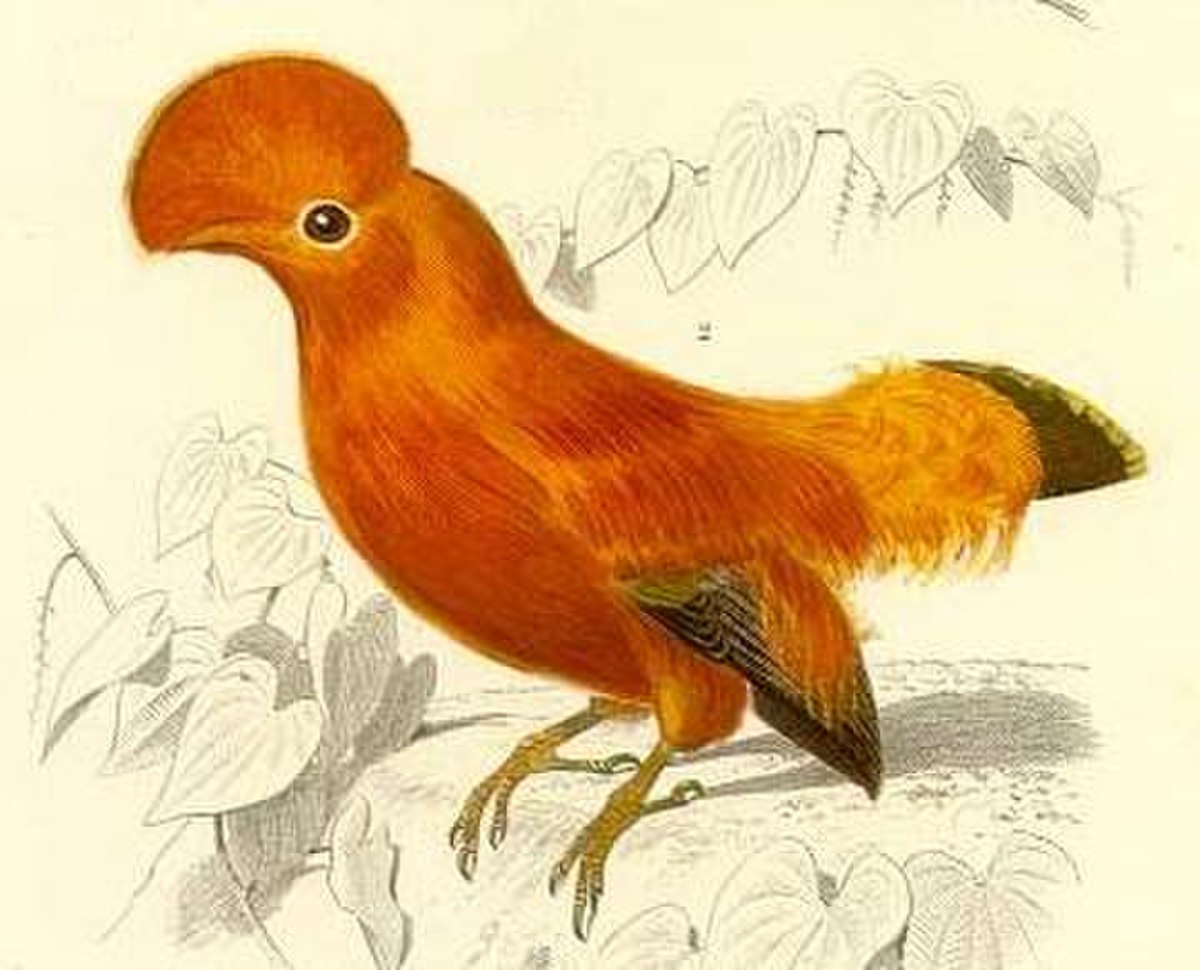 Coq-de-roche orange