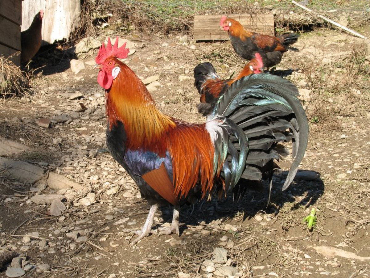 Gallus gallus domesticus