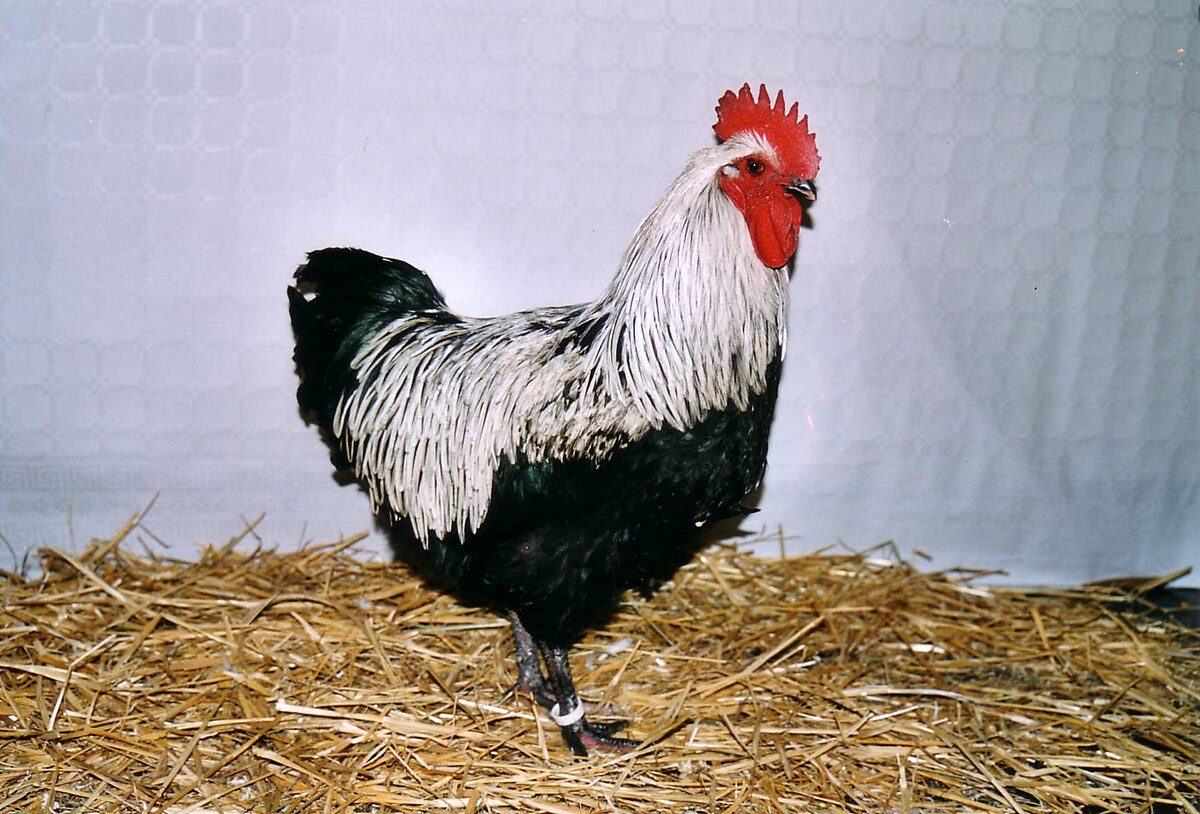 Coq Marans noir à camail argenté