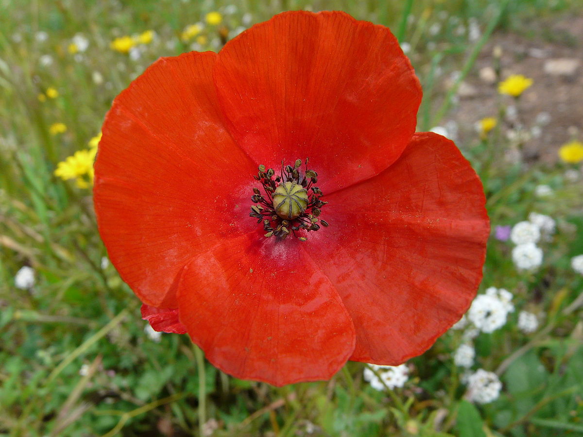 Coquelicot(1).JPG