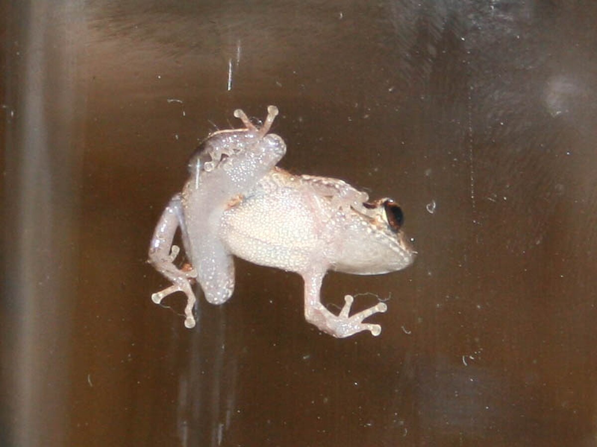 Eleutherodactylus unicolor