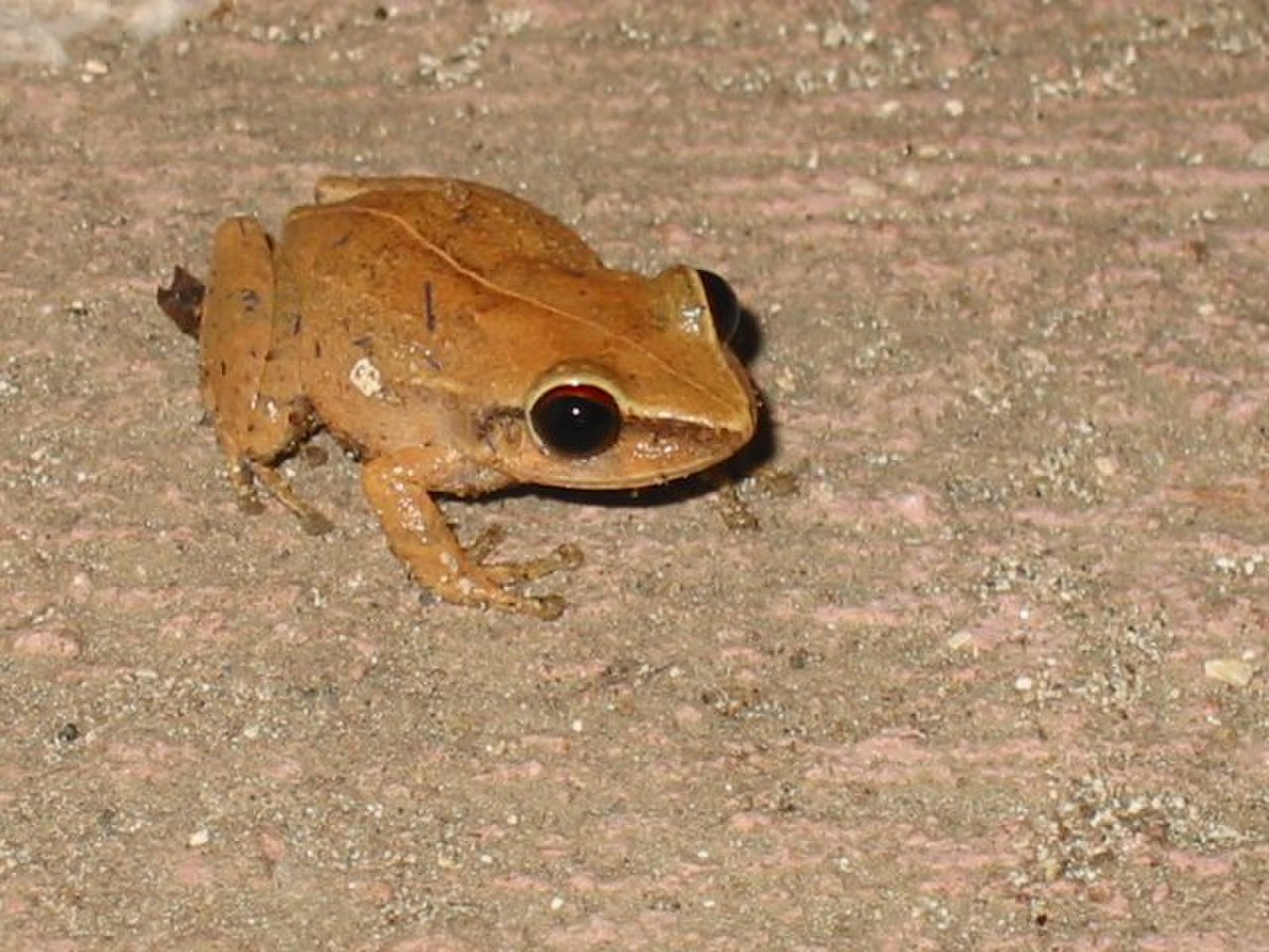 Eleutherodactylus coqui
