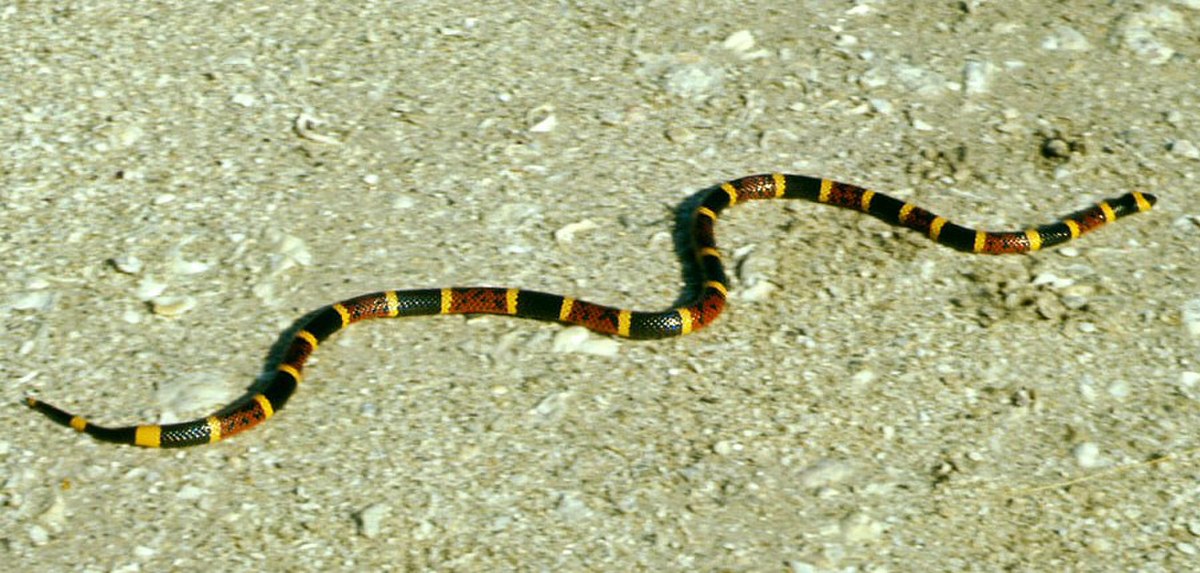 Micrurus