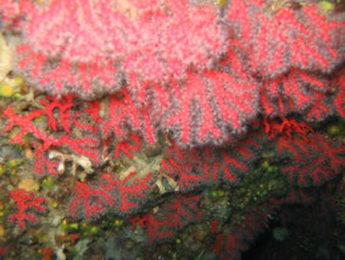 Corail rouge