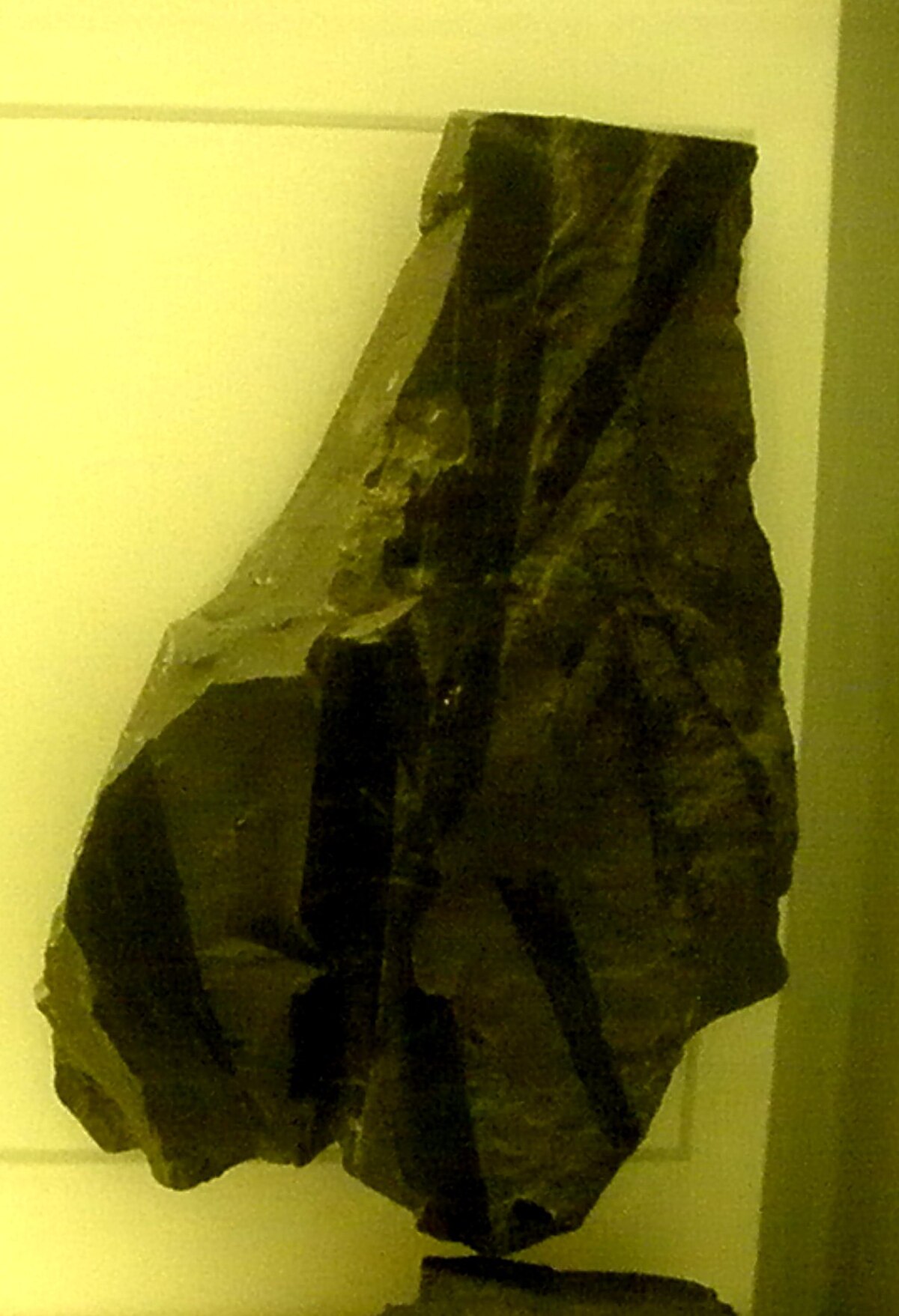 Cordaites