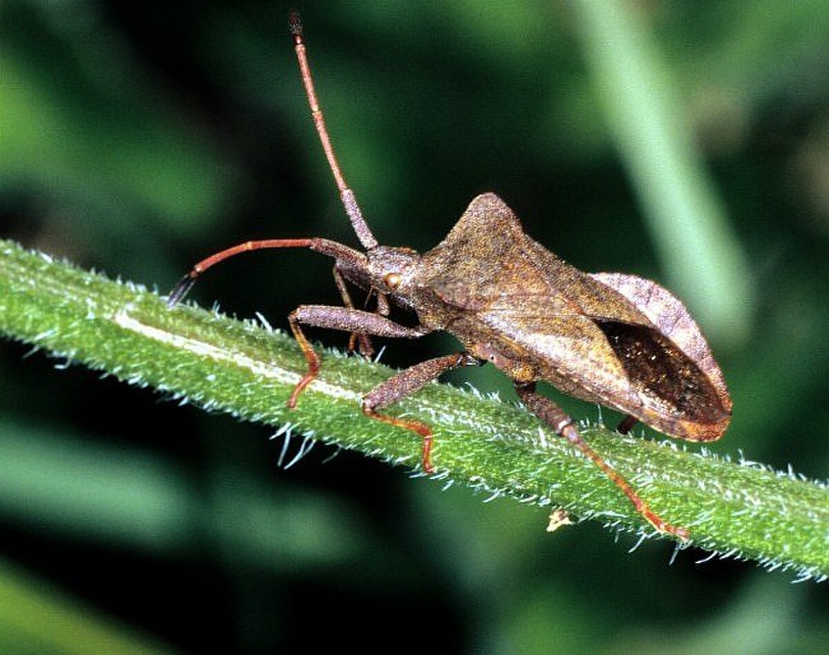 Coreidae