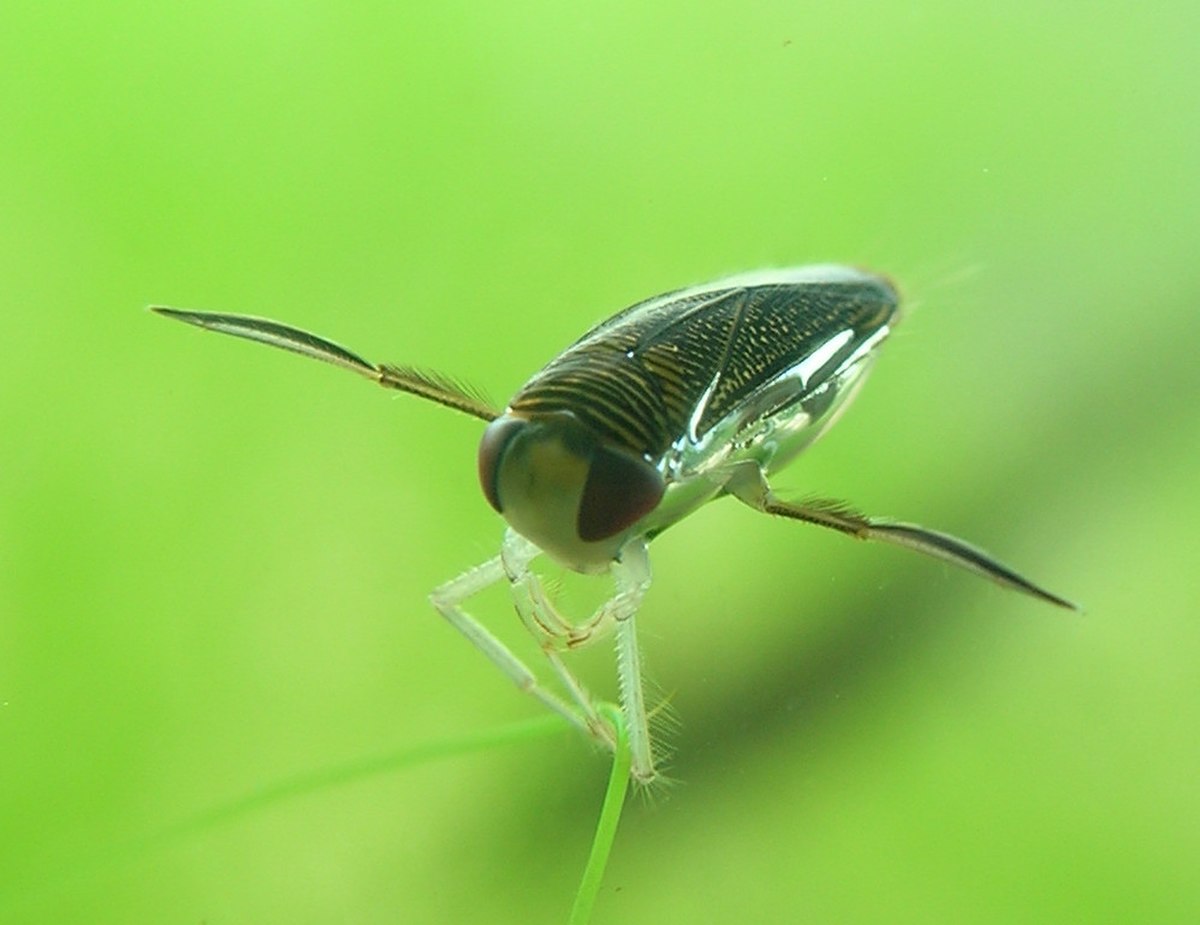 Corixidae