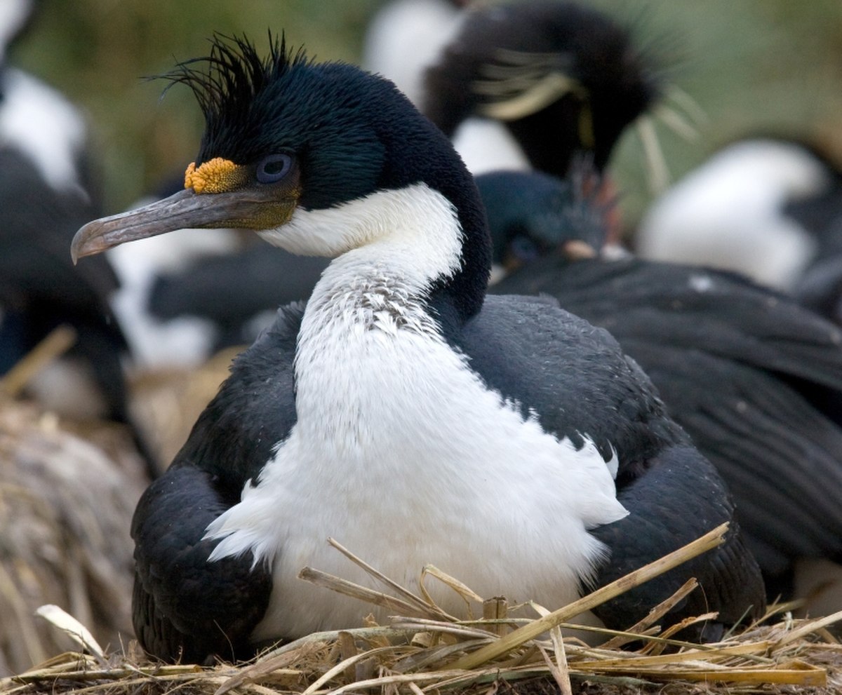 Cormoran à ventre blanc