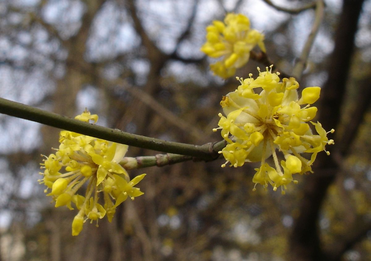 Cornus (plante)