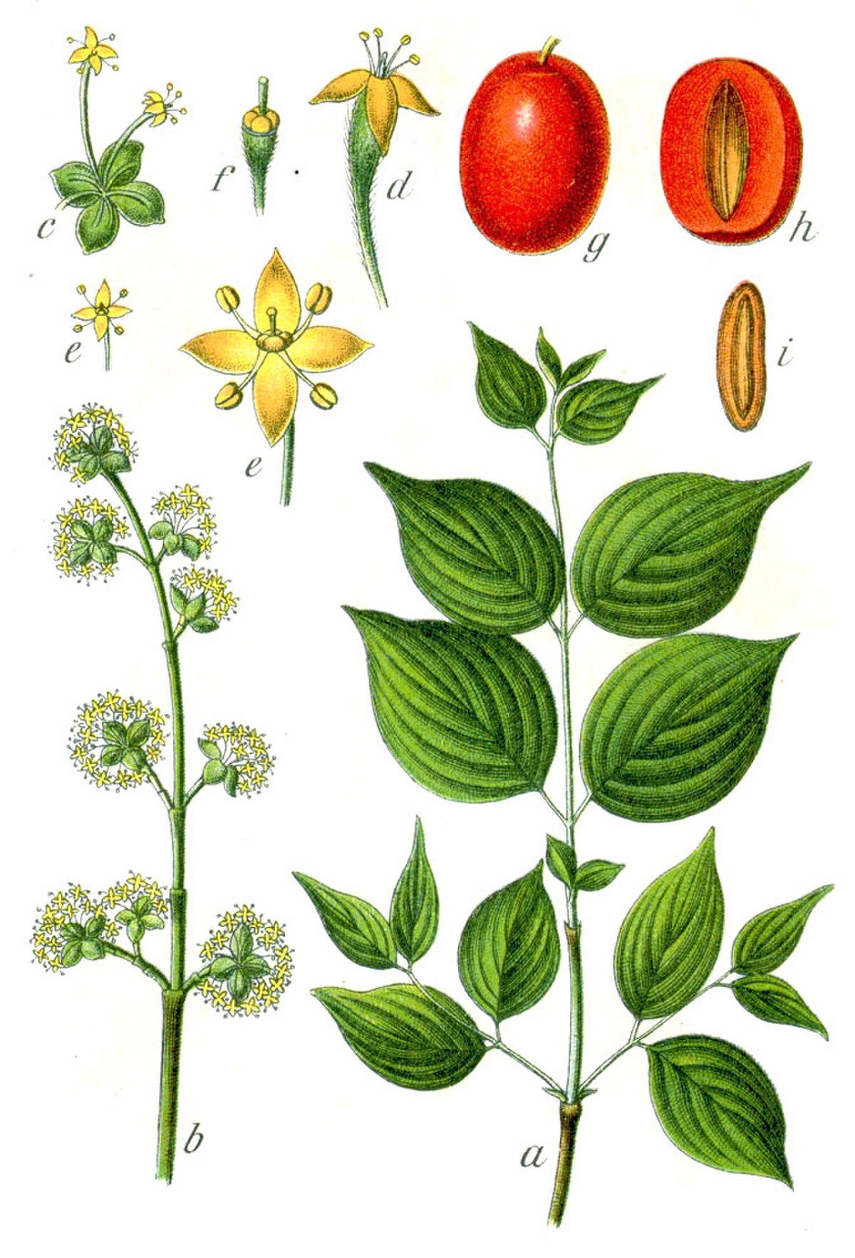 Cornouiller mâle