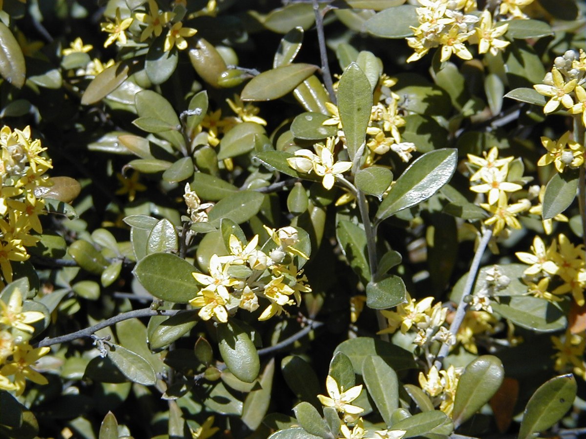 Argophyllaceae