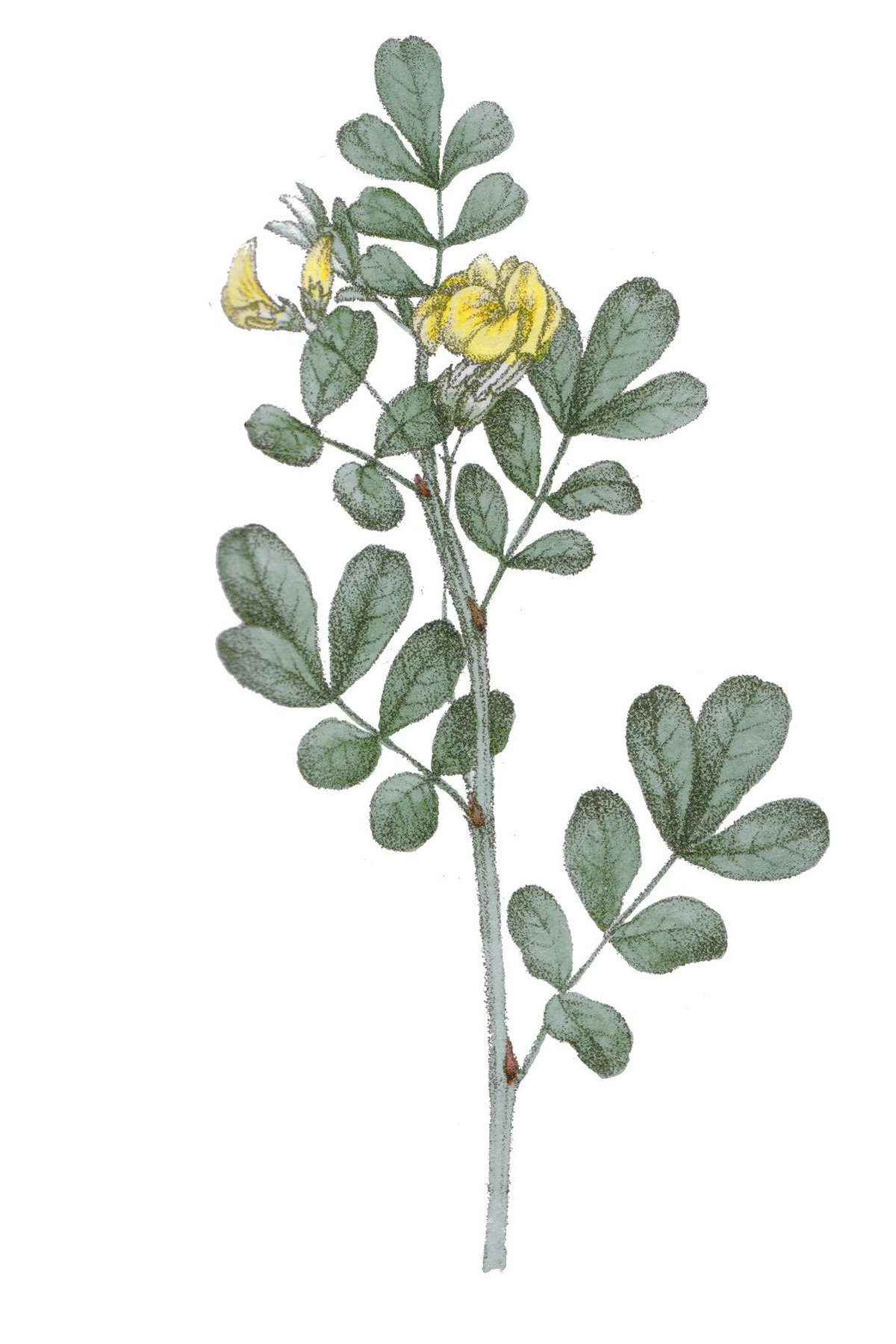 Faboideae