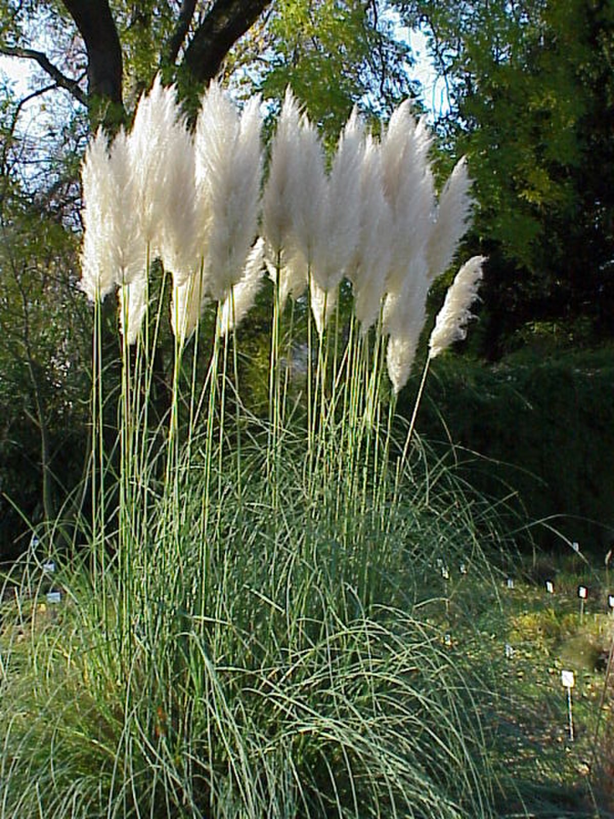 Herbe de la pampa