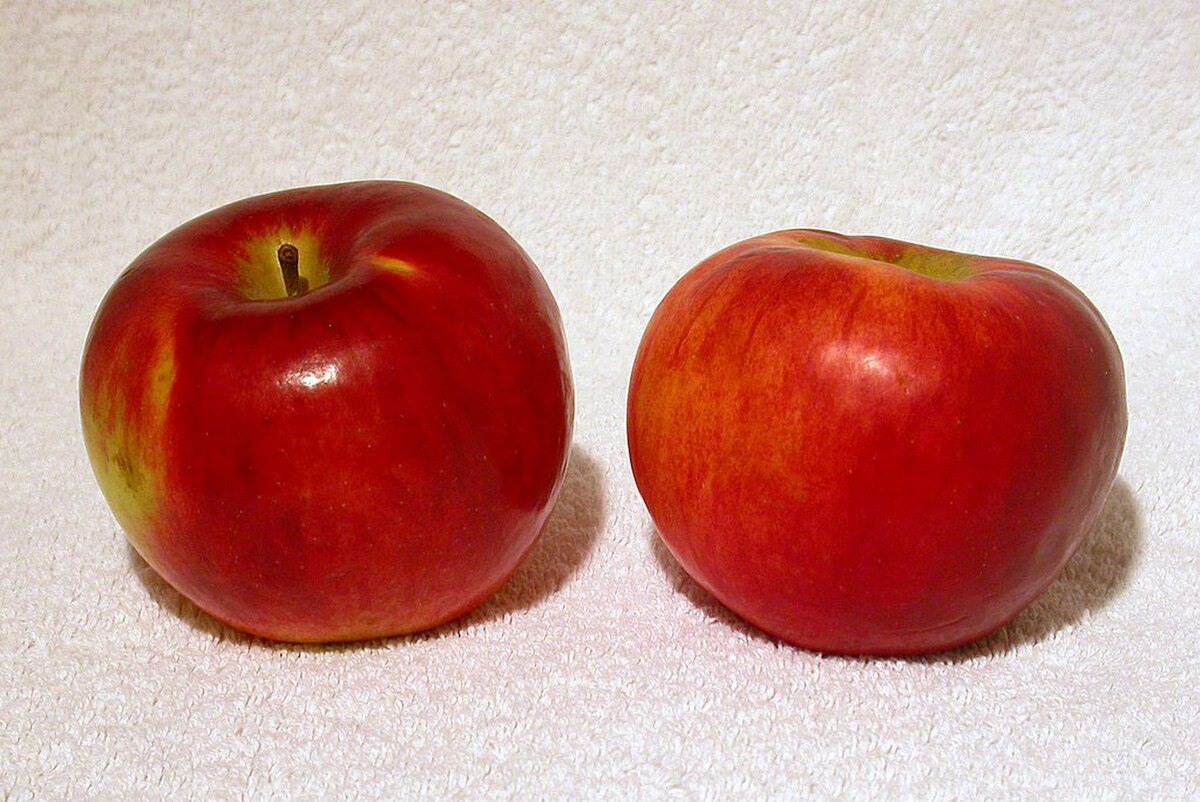 Cortland (pomme)