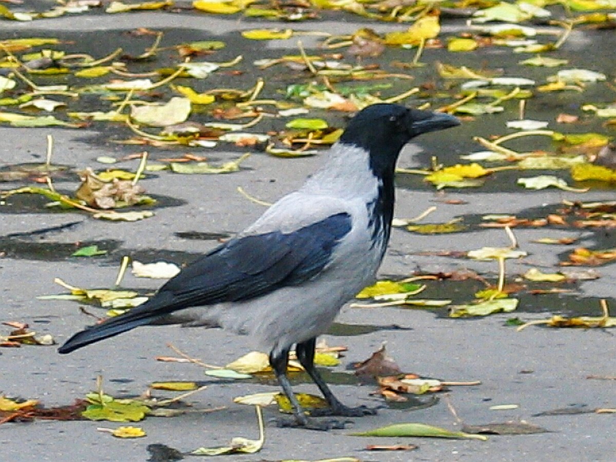 Corvus
