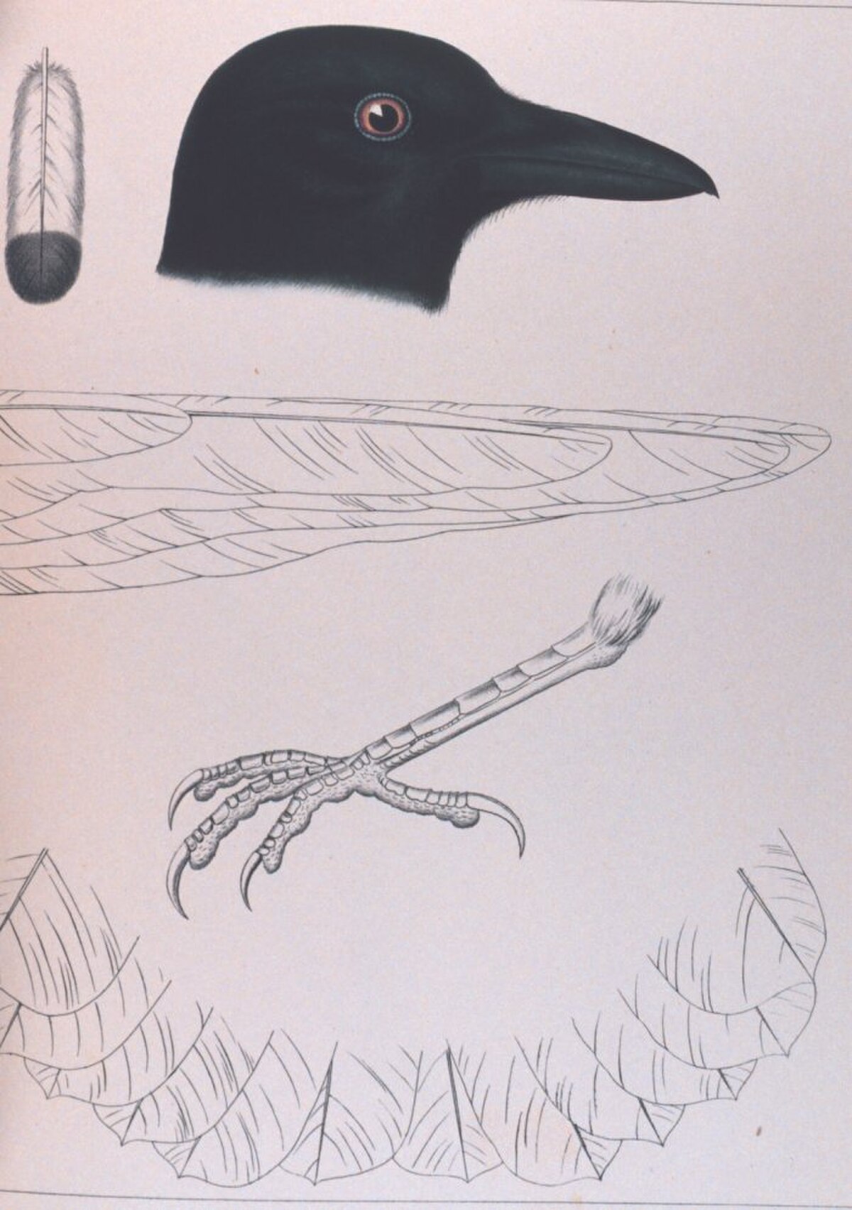 Corbeau à cou blanc