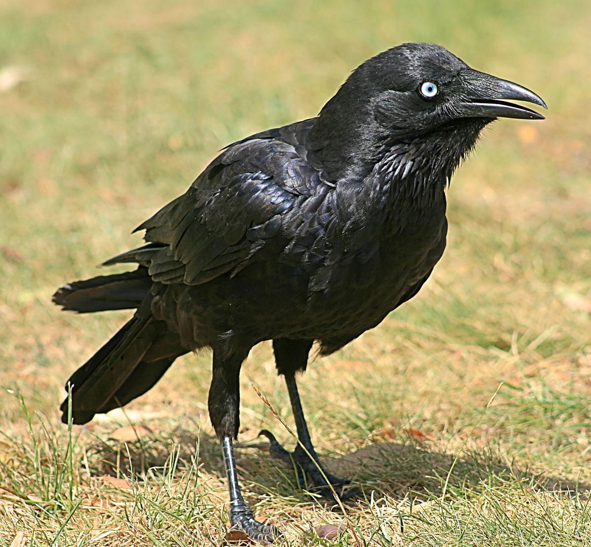 Petit Corbeau