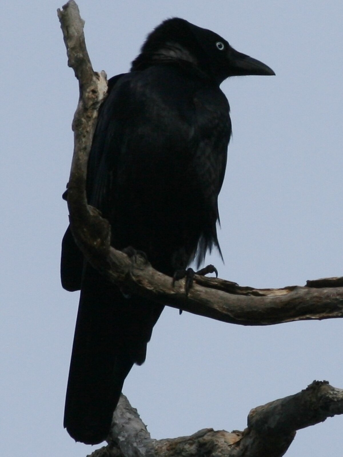 Corbeau de Torres