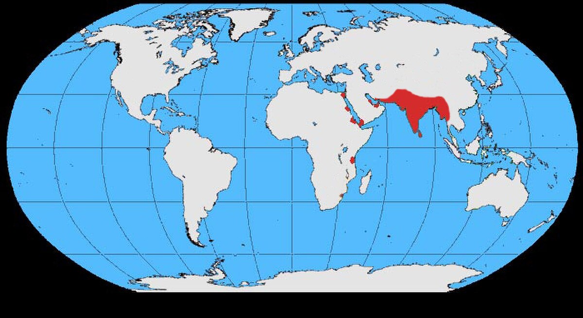 Corvus splendens map.jpg