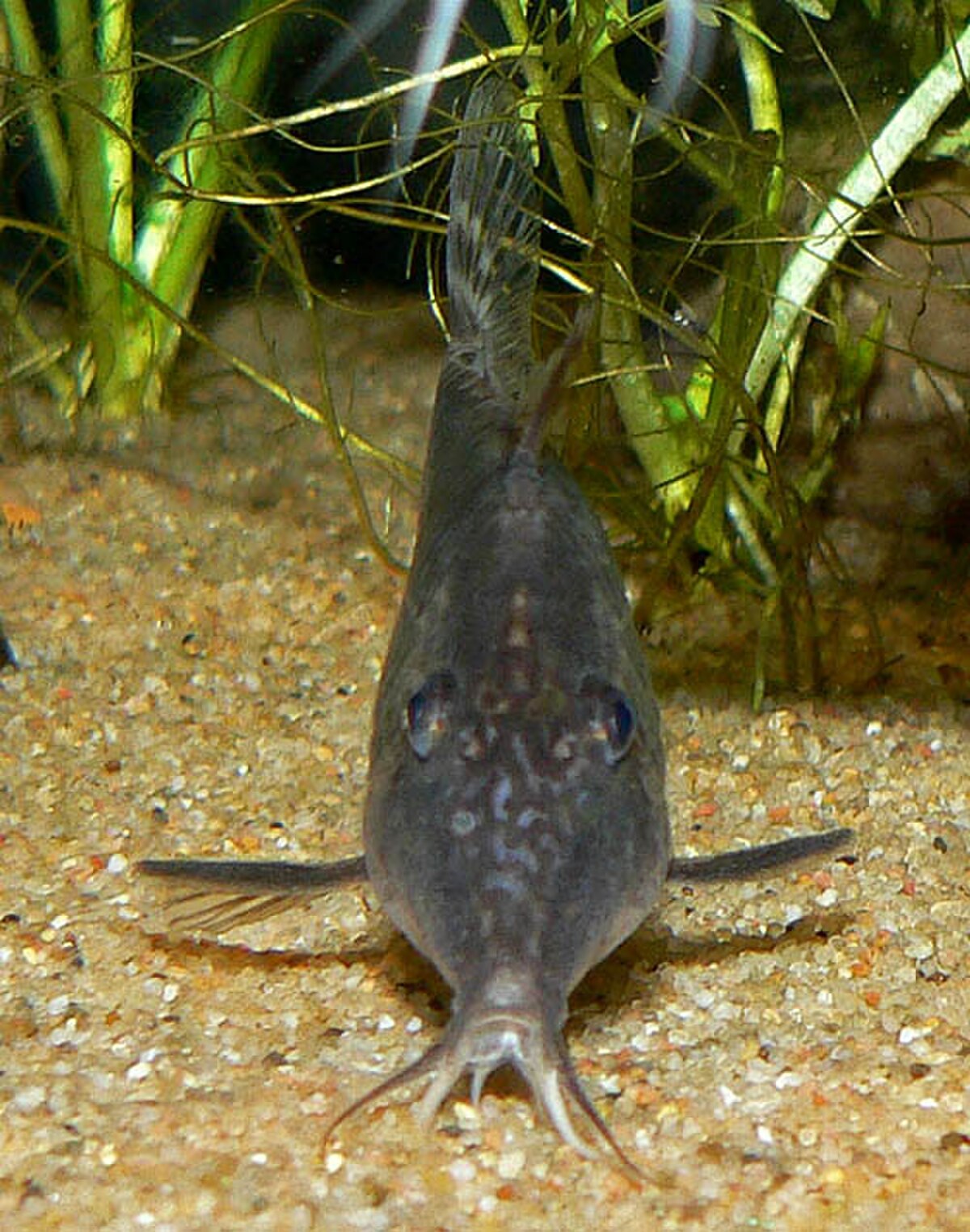 Corydoras semiaquilus 2.jpg
