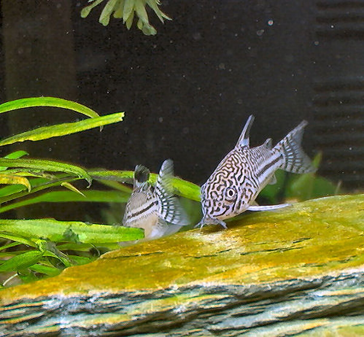 Corydoras à trois bandes