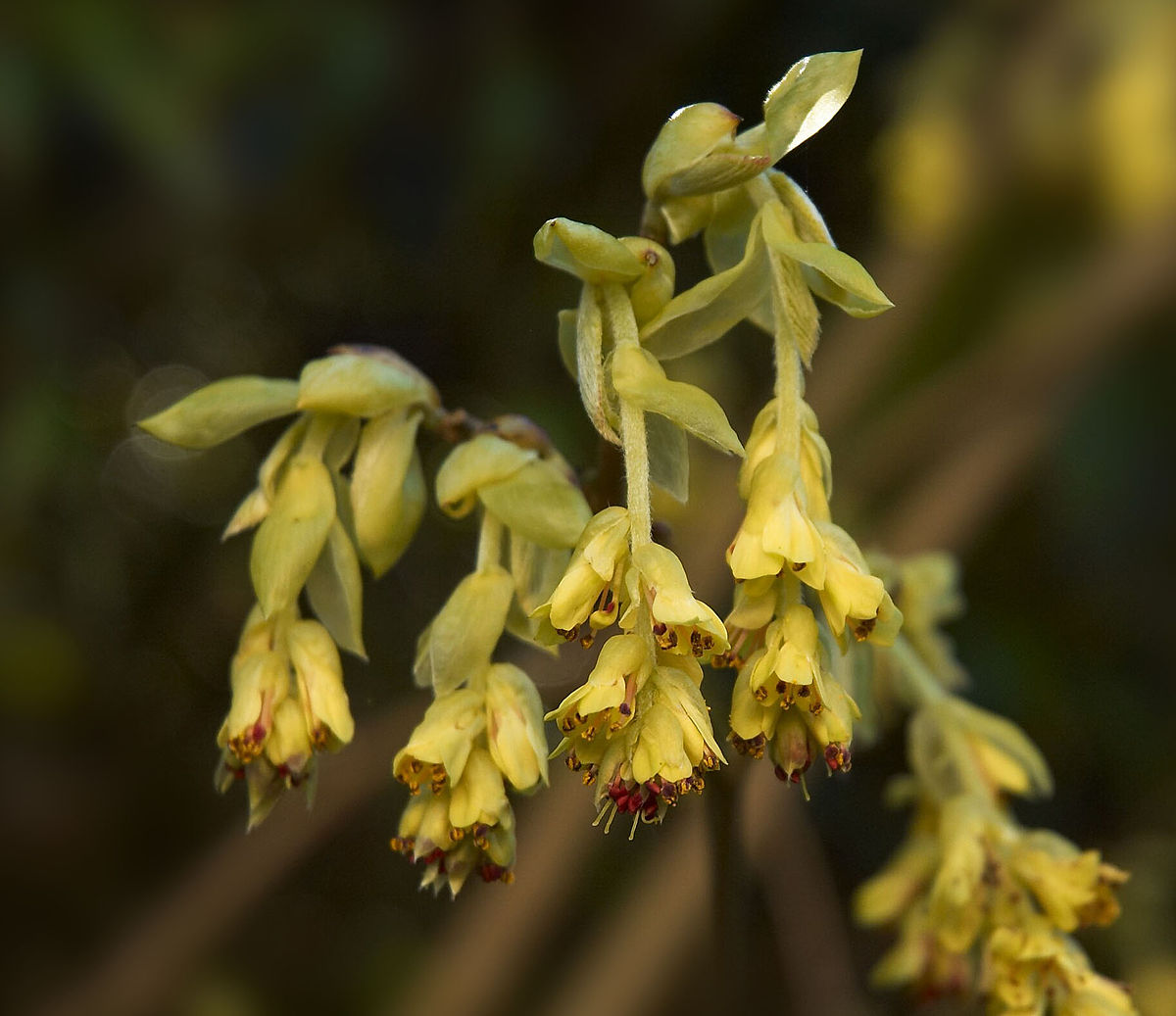 Corylopsis