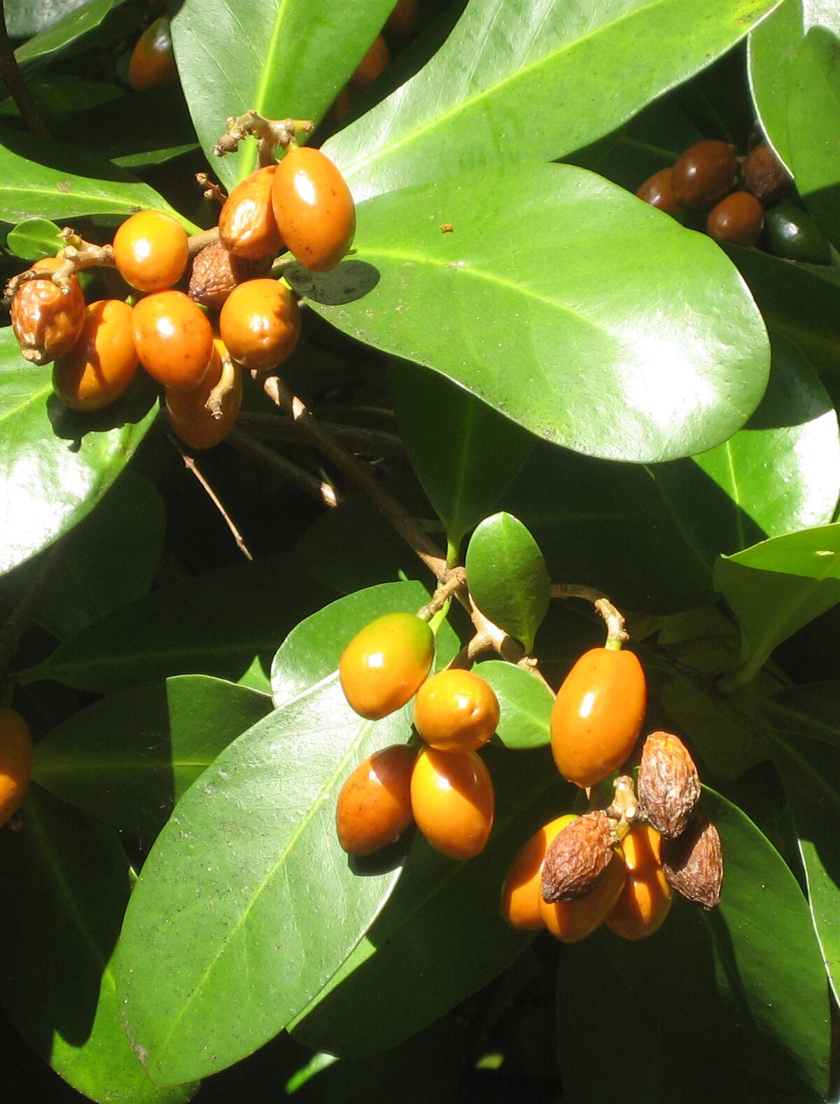 Corynocarpaceae