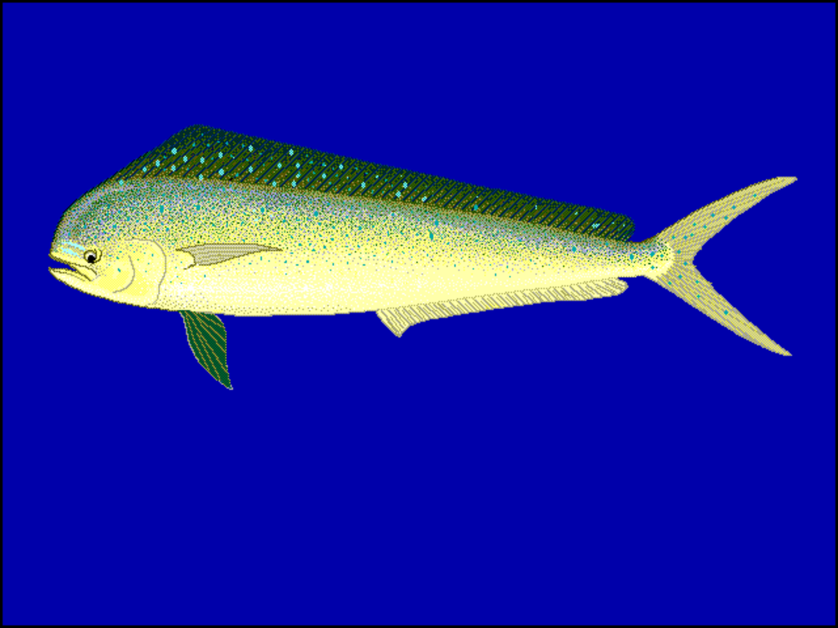 Coryphaena