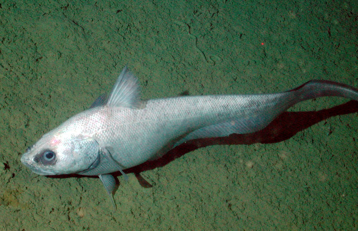 Coryphaenoides