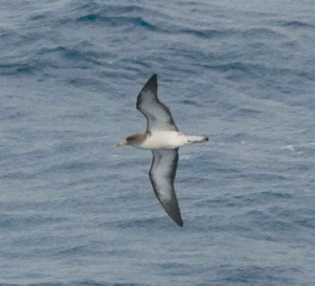 Puffin cendré