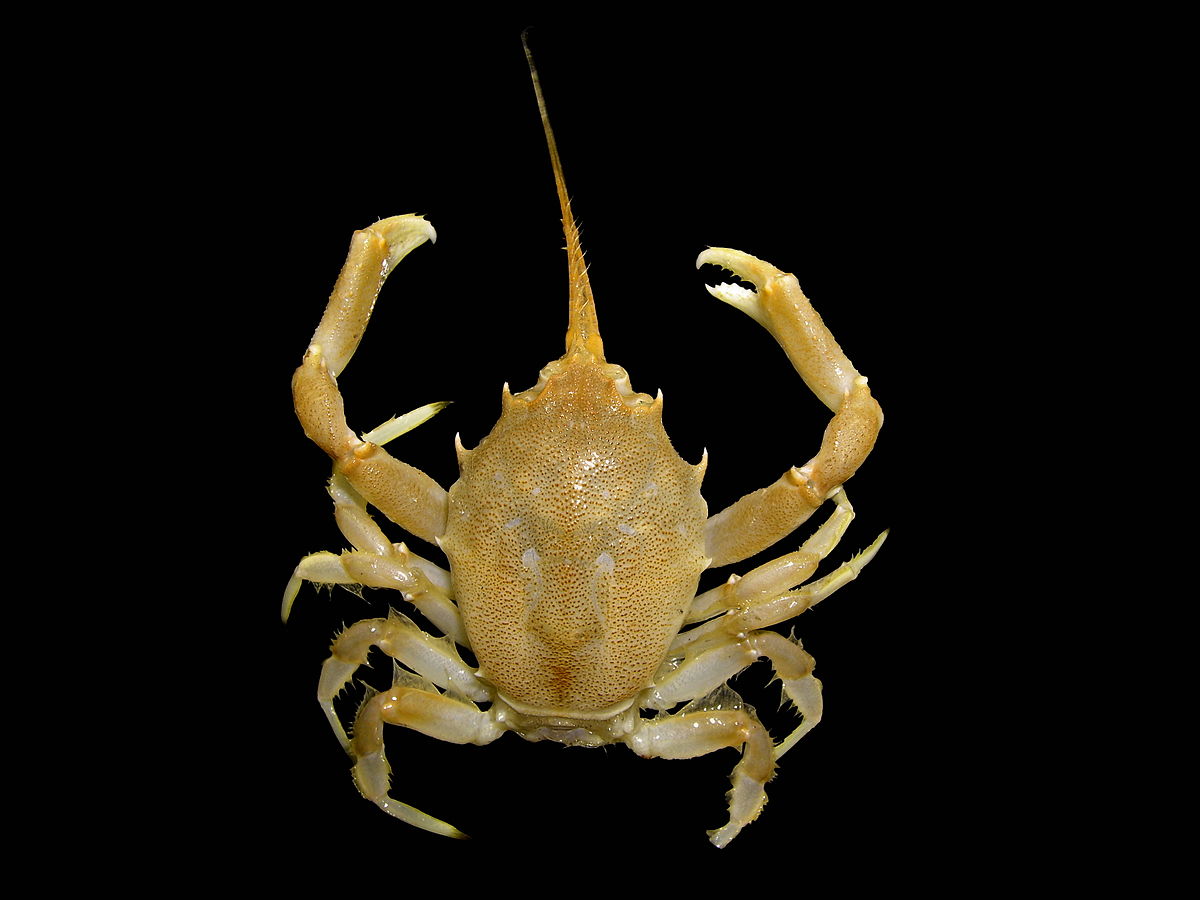 Arthropoda (classification phylogénétique)