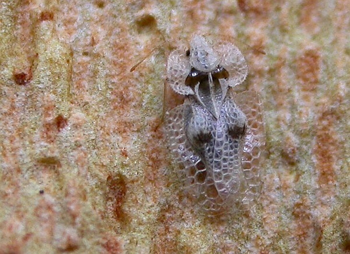 Tingidae