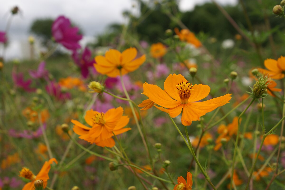 Cosmos (plante)