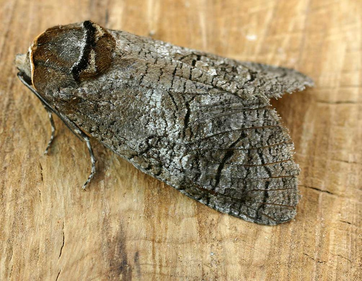 Cossidae