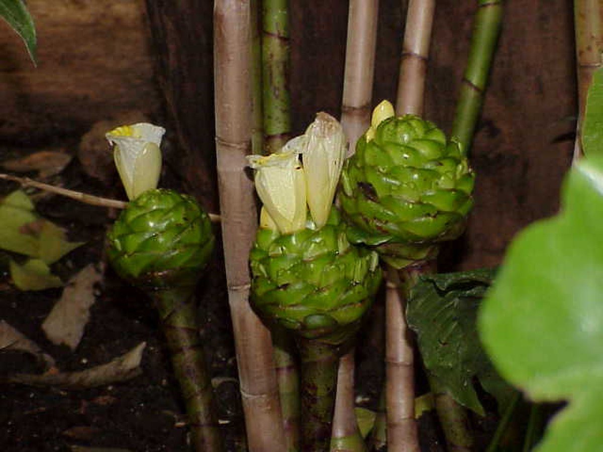 Costus