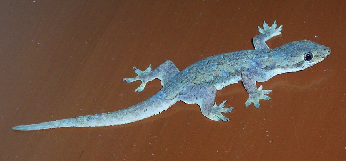 Hemidactylus platyurus