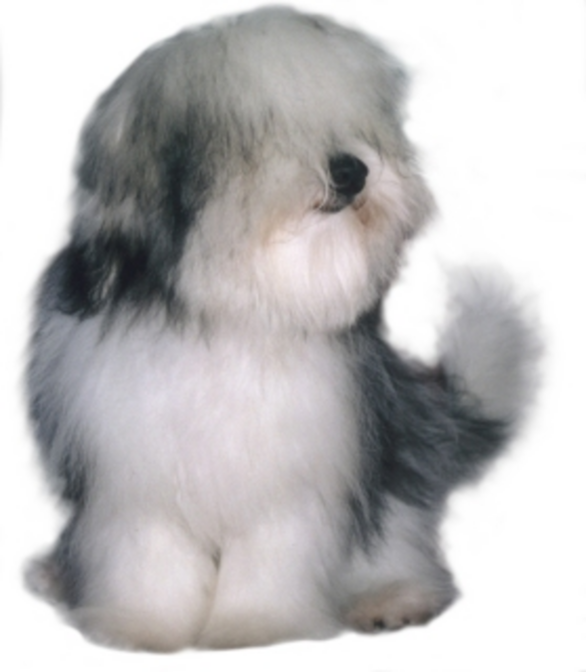 Coton de Tuléar