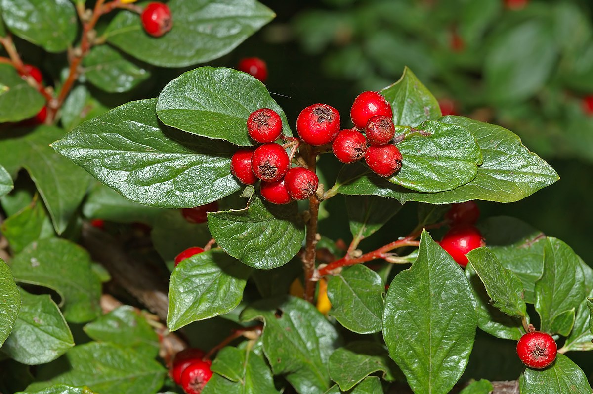 Cotonéaster