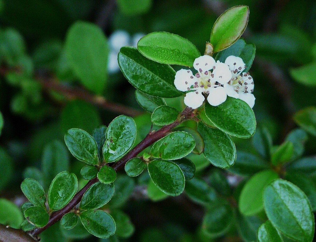 Cotoneaster dammeri