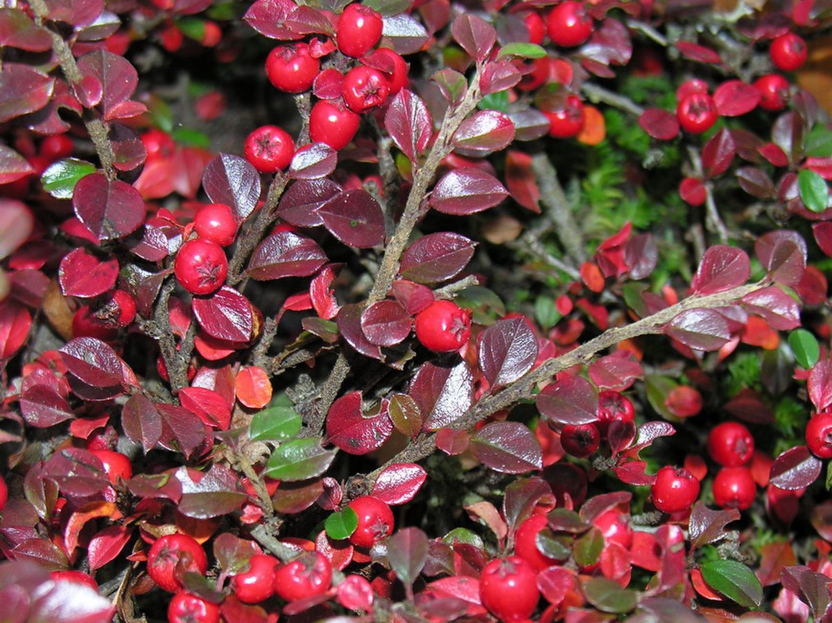 Cotoneaster horizontalis
