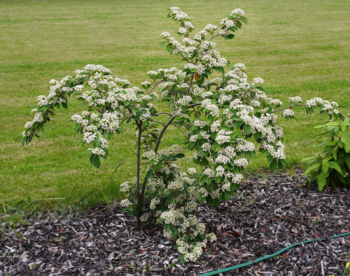 Cotoneaster lacteus